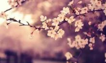 樱花树的比喻句