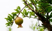 含水果的拟人句