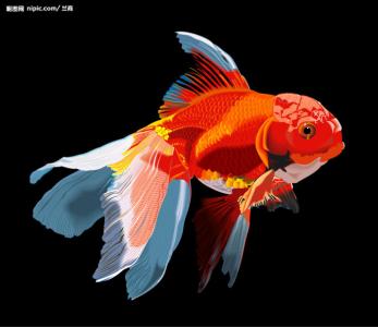 鱼的拟人化句子