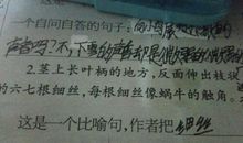 用牡丹写比喻句