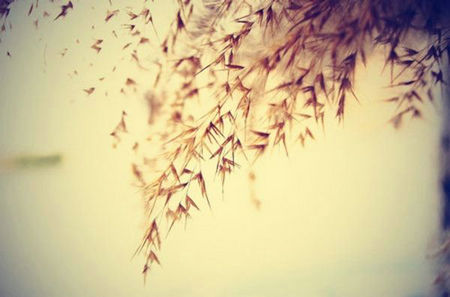 感性和美丽的句子合集，带图片1