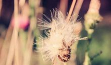 伤感唯美的句子大全摘抄带图片