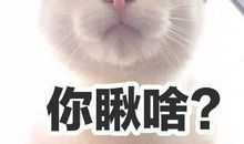 晒猫咪的朋友圈说说