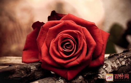 花写拟人化的句子