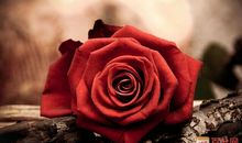 花朵儿写拟人句