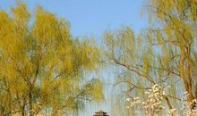 各种树的拟人句