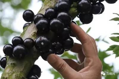 石榴树拟人化句子