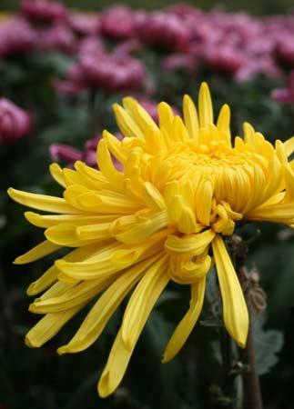 菊花有哪些经节