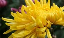 带菊花的诗句有哪些