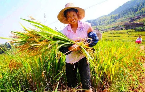 关于大米的寓言