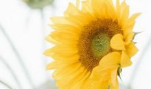 不要让自己的梦想变成只有梦和想