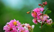 描写紫薇花的唯美句子