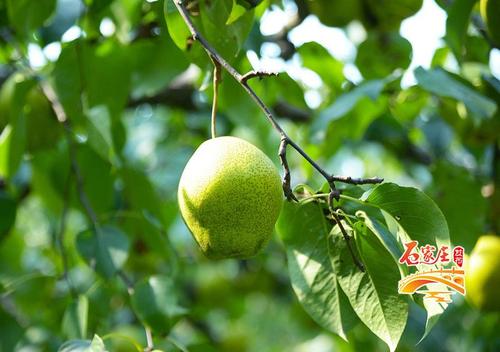 描述梨的比喻句