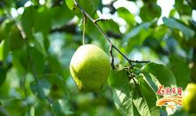 描写梨的比喻句