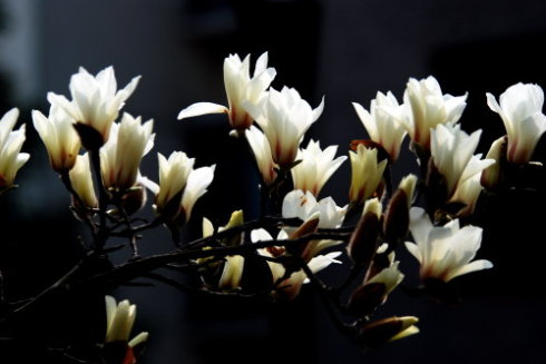 描述玉兰花的美丽句子