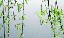 杨柳的拟人句