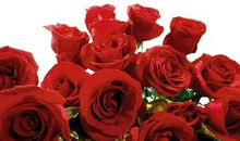 描写玫瑰花美的句子