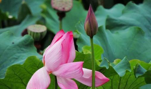 用比喻句写莲花