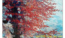 描写木棉花的句子