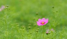 形容春天的一段话