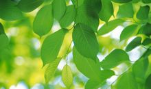 石榴树的拟人句