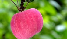 苹果红了比喻句