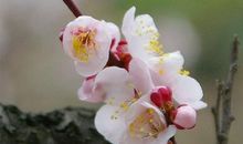 描写杏花的优美句子