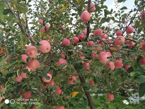 秋果拟人化句子