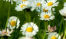 春天的祝福语大全