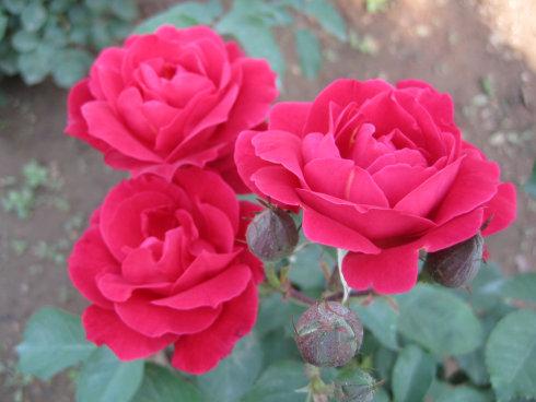 用月季花形容美丽的句子