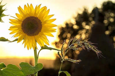 生活并不总是一帆风顺的，而是永远乐观地生活1