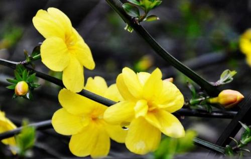 描写冬季茉莉花的诗