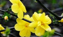 描述迎春花的诗句