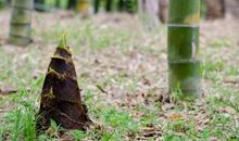 写竹笋的比喻句