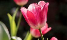 春色满园造句大全