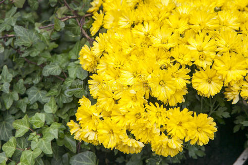 描述秋天菊花的句子