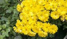 描写秋天菊花的句子