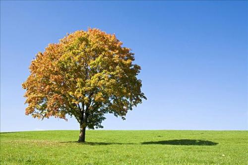 用枫树写拟人化的句子