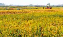 用稻子写比喻句