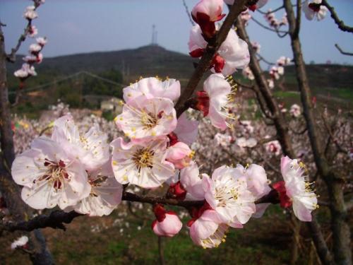 拟人化的句子杏花开