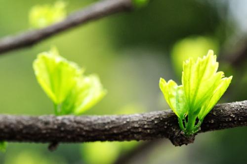 春季植物拟人化