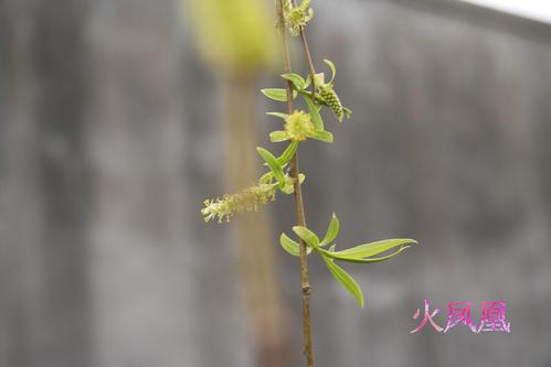 柳芽拟人化句子