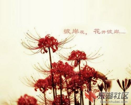 关于彼岸花的句子