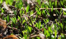 树木发芽拟人句