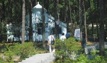 树木和森林的谚语