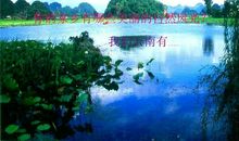 写家乡景物的句子