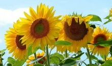 描写太阳花的词语