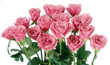 玫瑰优美唯美诗词