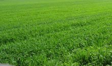 草原很绿比喻句