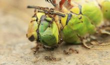 蚂蚁扛树歇后语